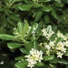 Green Pittosporum (Japanese Mock Orange) - 3 Gallon Pot