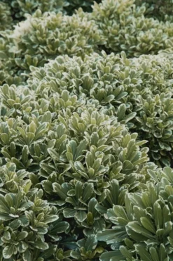 Mojo Dwarf Variegated Pittosporum - 1 Gallon Pot -Cheap Green Garden Store Pittosporum Mojo 11