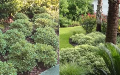 Mojo Dwarf Variegated Pittosporum - 2 Gallon Pot -Cheap Green Garden Store Pittosporum Mojo 6 1