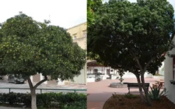 Green Pittosporum (Japanese Mock Orange) - 3 Gallon Pot -Cheap Green Garden Store Pittosporum Tree Form