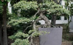 Variegated Pittosporum - Japanese Mock Orange - 1 Gallon Pot -Cheap Green Garden Store Pittosporum Variegated Bonsai