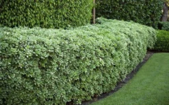 Variegated Pittosporum - Japanese Mock Orange - 1 Gallon Pot -Cheap Green Garden Store Pittosporum variegated 50