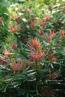 Emerald Flame Podocarpus Macrophyllus (Japanese Yew) - 3 Gallon Pot 7 Emerald Flame Podocarpus Macrophyllus (Japanese Yew) - 3 Gallon Pot -Cheap Green Garden Store Podocarpus Emerald Flame 1