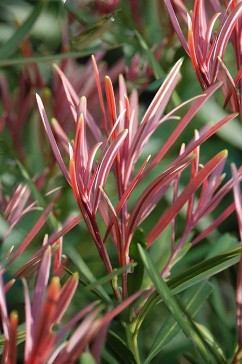 Emerald Flame Podocarpus Macrophyllus (Japanese Yew) - 3 Gallon Pot 1 Emerald Flame Podocarpus Macrophyllus (Japanese Yew) - 3 Gallon Pot