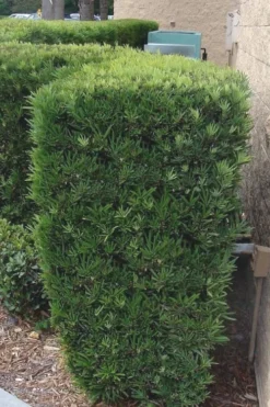 Maki Podocarpus Columnar Yew - 3 Gallon Pot 17 Maki Podocarpus Columnar Yew - 3 Gallon Pot -Cheap Green Garden Store Podocarpus Maki 1 500x750 1