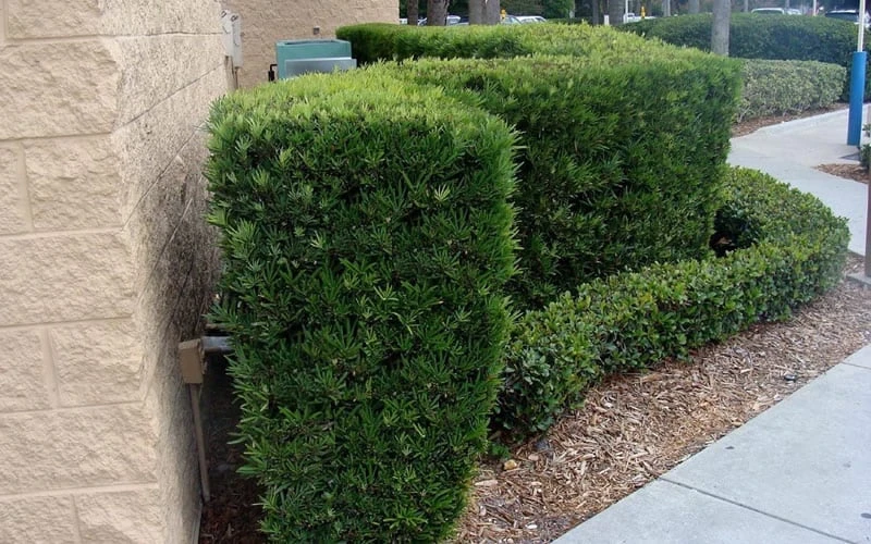 Maki Podocarpus Columnar Yew - 3 Gallon Pot 6 Maki Podocarpus Columnar Yew - 3 Gallon Pot - Image 6