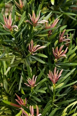 Mood Ring Podocarpus Macrophyllus - 2 Gallon Pot 8 Mood Ring Podocarpus Macrophyllus - 2 Gallon Pot -Cheap Green Garden Store Podocarpus Mood Ring 1