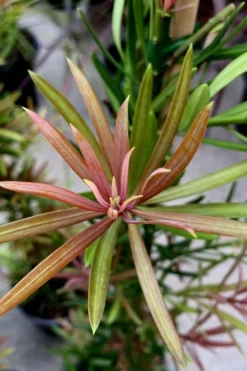 Mood Ring Podocarpus Macrophyllus - 2 Gallon Pot 9 Mood Ring Podocarpus Macrophyllus - 2 Gallon Pot -Cheap Green Garden Store Podocarpus Mood Ring 2