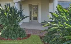 Pringles Dwarf Podocarpus Yew - 1 Gallon Pot -Cheap Green Garden Store Podocarpus Pringles 21