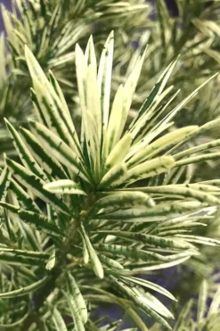 Roman Candles Podocarpus Macrophyllus - 2 Gallon Pot -Cheap Green Garden Store Podocarpus Roman Candle 2 1