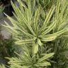 Roman Candles Podocarpus Macrophyllus - 3 Gallon Pot