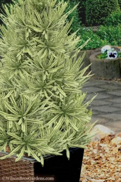 Roman Candles Podocarpus Macrophyllus - 3 Gallon Pot -Cheap Green Garden Store Podocarpus Roman Candle 7