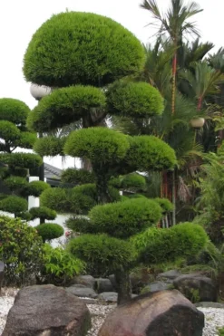 Podocarpus Macrophyllus Upright Yew - 6 Pack Of 1 Gallon Pots -Cheap Green Garden Store Podocarpus Upright Yew 10