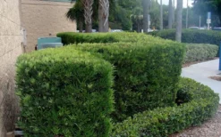 Podocarpus Macrophyllus Upright Yew - 3 Gallon Pot -Cheap Green Garden Store Podocarpus Upright Yew 11 1