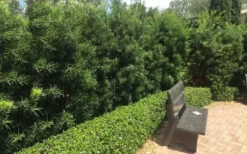 Podocarpus Macrophyllus Upright Yew - 3 Gallon Pot -Cheap Green Garden Store Podocarpus Upright Yew 12 1