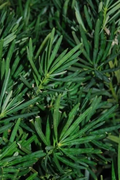 Podocarpus Macrophyllus Upright Yew - 6 Pack Of 1 Gallon Pots -Cheap Green Garden Store Podocarpus Upright Yew 13