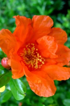 Russian 26 Cold Hardy Pomegranate - 6 Pack Of 1 Gallon Pots -Cheap Green Garden Store Pomegranate Russian 26 11