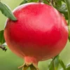 Salavatski Cold Hardy Russian Pomegranate - 3 Gallon Pot
