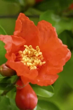 Salavatski Cold Hardy Russian Pomegranate - 3 Gallon Pot 10 Salavatski Cold Hardy Russian Pomegranate - 3 Gallon Pot -Cheap Green Garden Store Pomegranate Salavatski 3