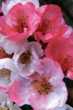 Toyo Nishiki Flowering Quince - Chaenomeles Speciosa - 5 Gallon Pot