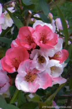 Toyo Nishiki Flowering Quince - Chaenomeles Speciosa - 2 Gallon Pot -Cheap Green Garden Store Quince Toyo Nishiki 2