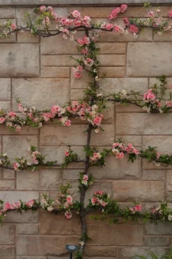 Toyo Nishiki Flowering Quince - Chaenomeles Speciosa - 2 Gallon Pot -Cheap Green Garden Store Quince Toyo Nishiki 4