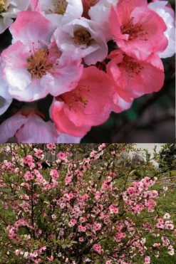 Toyo Nishiki Flowering Quince - Chaenomeles Speciosa - 2 Gallon Pot -Cheap Green Garden Store Quince Toyo Nishiki 6