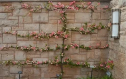 Toyo Nishiki Flowering Quince - Chaenomeles Speciosa - 5 Gallon Pot -Cheap Green Garden Store Quince Toyo Nishiki 9 1