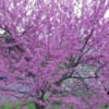 Eastern Redbud - 5 Gallon Pot