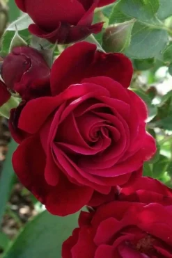 Don Juan Climbing Rose - 3 Gallon Pot -Cheap Green Garden Store Rose Climbing Don Juan 3