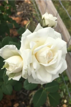 Cloud 10 Climbing Rose - 3 Gallon Pot -Cheap Green Garden Store Rose Cloud 10 10