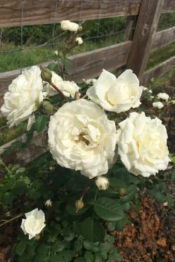 Cloud 10 Climbing Rose - 3 Gallon Pot -Cheap Green Garden Store Rose Cloud 10 11