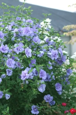 Blue Chiffon Rose Of Sharon - 1 Gallon Pot -Cheap Green Garden Store Rose Of Sharon Blue Chiffon 5 1