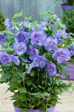 Blue Chiffon Rose Of Sharon - 1 Gallon Pot -Cheap Green Garden Store Rose Of Sharon BlueChiffon 6 1