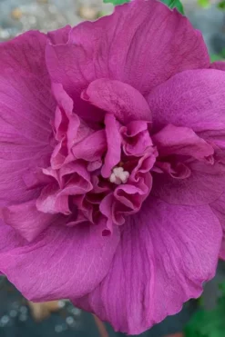 Magenta Chiffon Rose Of Sharon - Hibiscus Syriacus - 2 Gallon Pot -Cheap Green Garden Store Rose Of Sharon Magenta Chiffon 4