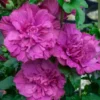 Magenta Chiffon Rose Of Sharon - Hibiscus Syriacus - 2 Gallon Pot