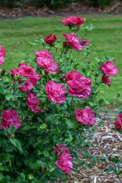 Magenta Chiffon Rose Of Sharon - Hibiscus Syriacus - 2 Gallon Pot -Cheap Green Garden Store Rose Of Sharon Magenta Chiffon 6