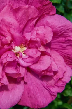 Magenta Chiffon Rose Of Sharon - Hibiscus Syriacus - 2 Gallon Pot -Cheap Green Garden Store Rose Of Sharon Magenta Chiffon 7