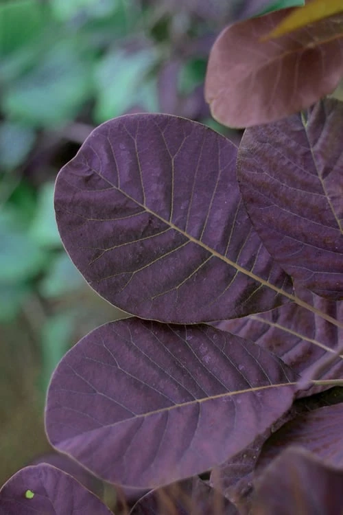 Royal Purple Smoke Tree (Smokebush) - 5 Gallon Pot - SALE 6 Royal Purple Smoke Tree (Smokebush) - 5 Gallon Pot - SALE - Image 6