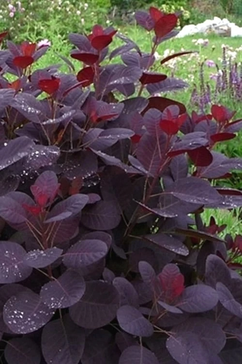 Royal Purple Smoke Tree (Smokebush) - 5 Gallon Pot - SALE 10 Royal Purple Smoke Tree (Smokebush) - 5 Gallon Pot - SALE - Image 10