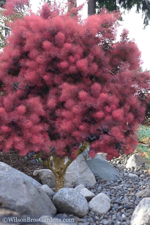 Royal Purple Smoke Tree (Smokebush) - 5 Gallon Pot - SALE 5 Royal Purple Smoke Tree (Smokebush) - 5 Gallon Pot - SALE - Image 5