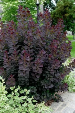 Royal Purple Smoke Tree (Smokebush) - 5 Gallon Pot - SALE 13 Royal Purple Smoke Tree (Smokebush) - 5 Gallon Pot - SALE -Cheap Green Garden Store Smoke Tree Royal Purple 25
