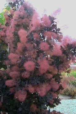 Royal Purple Smoke Tree (Smokebush) - 5 Gallon Pot - SALE 17 Royal Purple Smoke Tree (Smokebush) - 5 Gallon Pot - SALE -Cheap Green Garden Store Smoke Tree Royal Purple 28