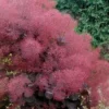 Royal Purple Smoke Tree (Smokebush) - 5 Gallon Pot - SALE