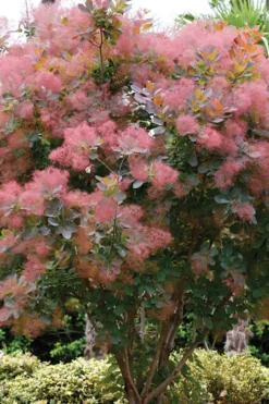 Grace Pink Flowering Smoke Tree - 1 Gallon Pot -Cheap Green Garden Store Smoketree Grace 1