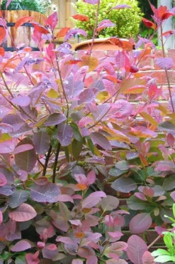 Grace Pink Flowering Smoke Tree - 1 Gallon Pot -Cheap Green Garden Store Smoketree Grace 3