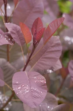 Grace Pink Flowering Smoke Tree - 1 Gallon Pot -Cheap Green Garden Store Smoketree Grace 4
