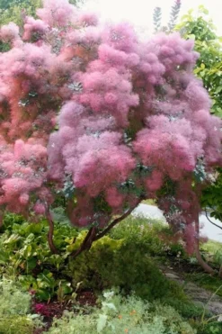 Grace Pink Flowering Smoke Tree - 1 Gallon Pot -Cheap Green Garden Store Smoketree Grace 9
