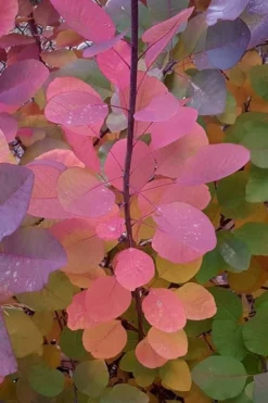 Grace Pink Flowering Smoke Tree - 1 Gallon Pot -Cheap Green Garden Store Smoketree Grace Fall Color 5