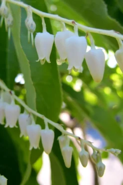 Sourwood Tree - Oxydendrum Arboreum - 3 Gallon Pot -Cheap Green Garden Store Sourwood Tree 18